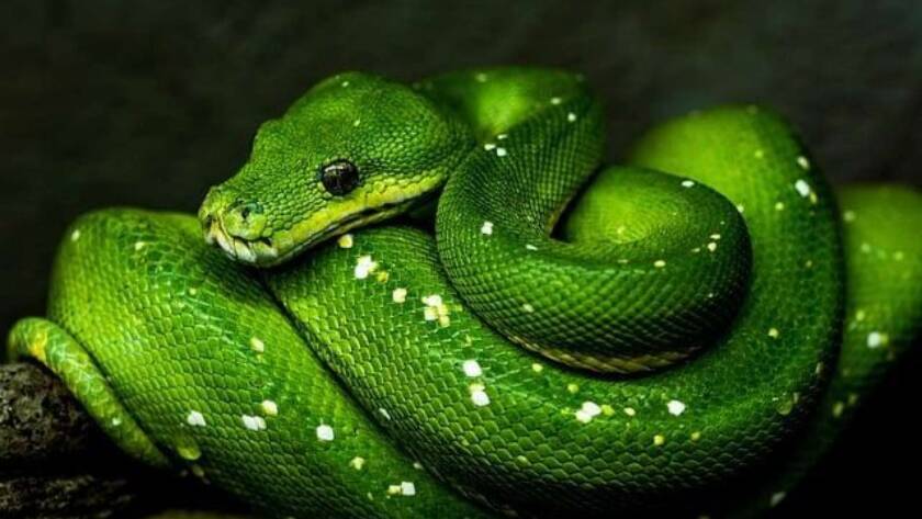 Unleashing Creativity: A Game-Changing Rapid Application Development Framework for Python!