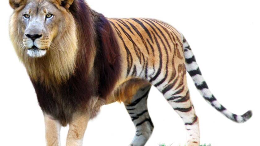 Revolutionize Your Training Efficiency: Meet Liger – LinkedIn’s GPU-Optimized Tool That Cuts Memory Usage by 60% and Boosts Efficiency by Over 20%
